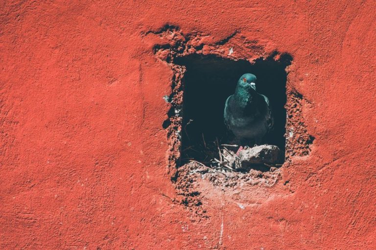 Comment Reboucher Un Trou Dans Un Mur