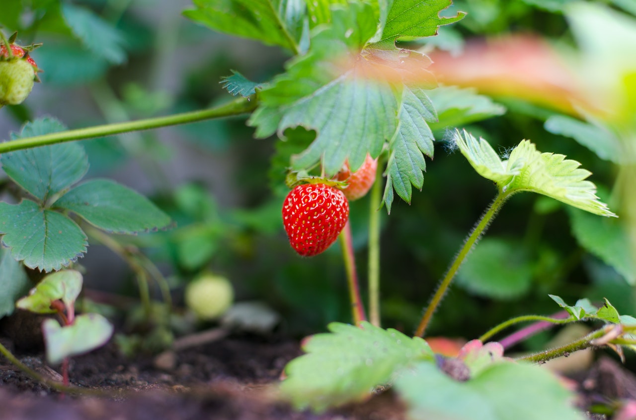 Quel fraisier pour une tour ?